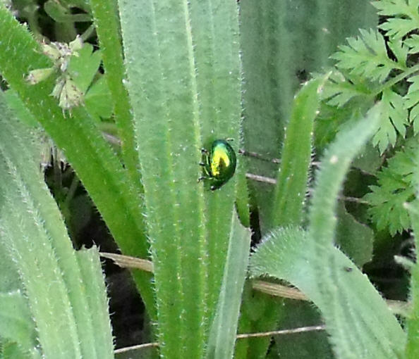 Chrysolina cfr herbacea